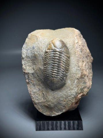 Zeldzame Struveaspis sp. Trilobiet – Uitzonderlijk goed, Verzamelen