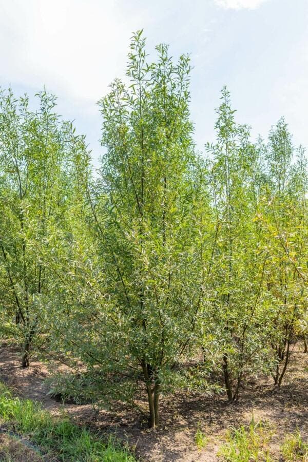 Salix alba meerstammig 250-300, Tuin en Terras, Planten | Tuinplanten
