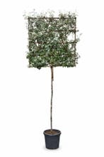 Elaeagnus ebbingei leiboom 10/12 190cm stam 150b x 120h