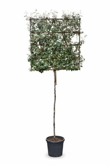 Elaeagnus ebbingei leiboom 10/12 190cm stam 150b x 120h, Tuin en Terras, Planten | Tuinplanten