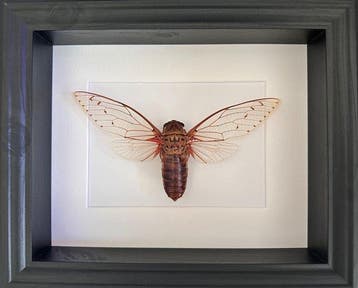 Cigale Imperiale Megapomponia Imperatoria 19 cm spanwijdte !