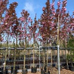 Sierkers boom | Prunus Kanzan | roze bloesem