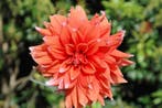 Dahlia Color Spectacle (Dahlia’s kopen?), Ophalen of Verzenden