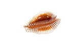 Opvallende patronen $$$ GEM $$$ in topconditie §§§
