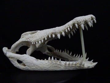 49 CM Nile Crocodile Schedel - Crocodylus niloticus (with, Nieuw