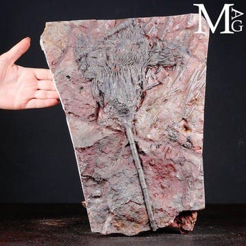 Crinoïde fossiel specimen op plaat - Scyphocrinites Elegans, Nieuw