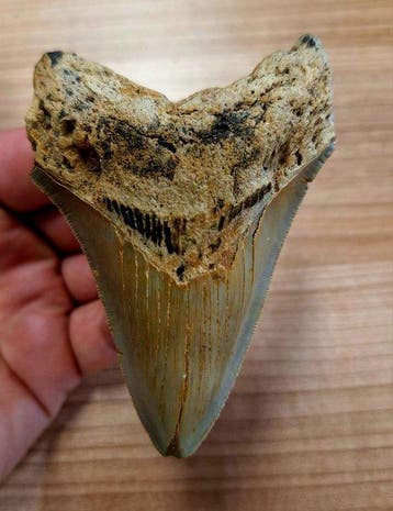 Megalodon - Fossiele tand - 9.8 cm - 6.5 cm