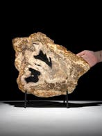 Wonderlijke grote plak versteend hout op een op maat