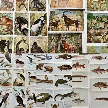België - Dieren, Afrika, Diversen, Birds - Congo Belge -, Gelopen