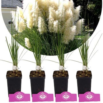 Cortaderia Selloana White Plume + pot 9cm 4 pcs, Verzenden, Volle zon