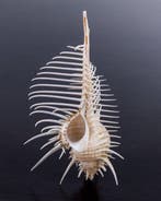 Venus Comb Murex Zeeschelp - Murex pecten (Zonder, Nieuw