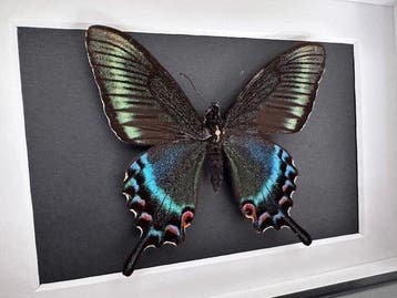 Vlinder Taxidermie volledige montage - Papilio Maackii