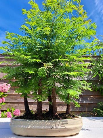 metasequoia bonsai in bonsaischaal - Hoogte (boom): 45 cm -