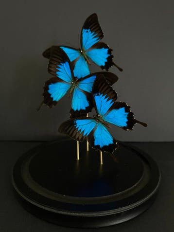 Vlinder Taxidermie volledige montage - Papilio Ulysses - 30