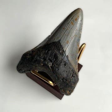 Megalodon - Fossiele tand - 95 mm - 68 mm, Verzamelen