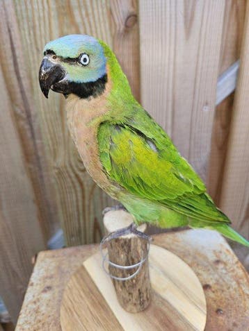 Roodborst parkiet Taxidermie volledige montage - Psittacula, Nieuw