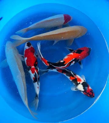 Hirasawa Marusei 45-55cm (Japanse Koi), Karper of Koi