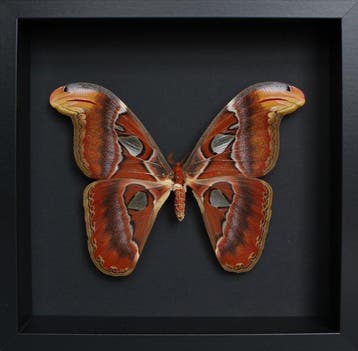 Vlinder Taxidermie volledige montage - Attacus atlas - 23 cm