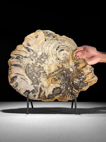 C - Prachtige grote plak versteend hout op een op maat