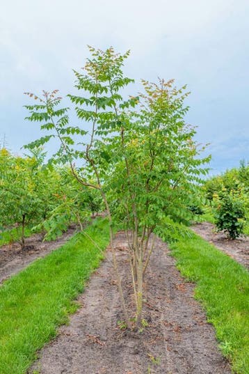 Koelreuteria paniculata meerstammig 200-250