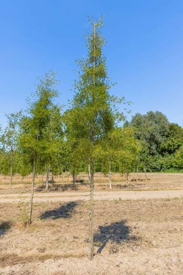Alnus glutinosa Imperialis hoogstam