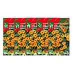 Bloemzaden Suzanne met de mooie ogen | VT | 5 stuks (Oranje), Tuin en Terras, Bloembollen en Zaden, Verzenden