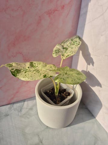 Alocasia Macrorrhiza splash #4