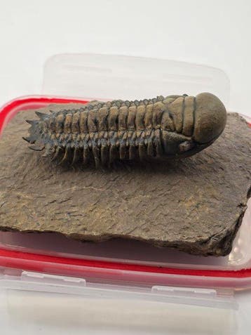 Trilobiet - Gefossiliseerd dier - Crotacephalina Gibbosa -, Verzamelen, Mineralen en Fossielen