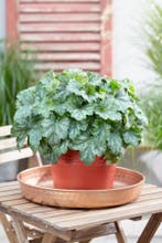 Heuchera carnival Coco mint (Herfstplanten kopen?), Tuin en Terras, Overige soorten, Volle zon, Vaste plant, Ophalen of Verzenden