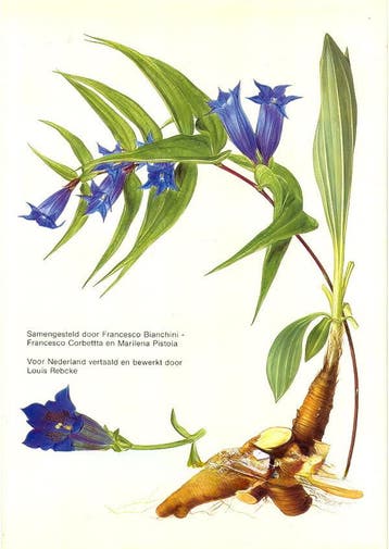 De plant in de geneeskunde 9789025266097 Bianchini, Verzenden, Zo goed als nieuw, Bianchini