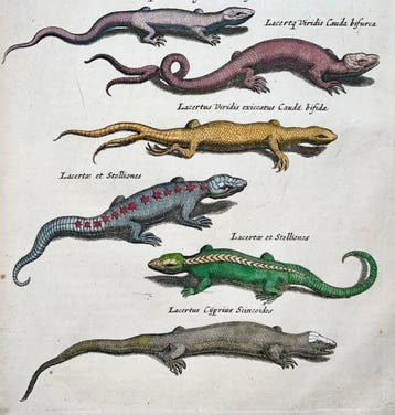 Matthäus Merian (1593-1650) - hand coloured folio: Lizards,