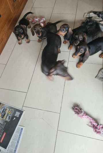 Dwergteckel pup! Reutje., Parvo, 8 tot 15 weken, Meerdere, Nederland