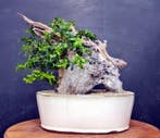 Palmboompje bonsai (Buxus sempervirens) - Hoogte (boom): 22