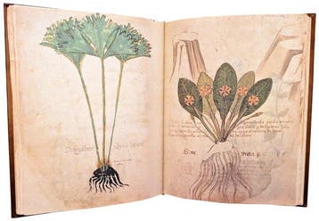 Guarnerinus de Padua - Herbe Pincte [Codex MA 592 della