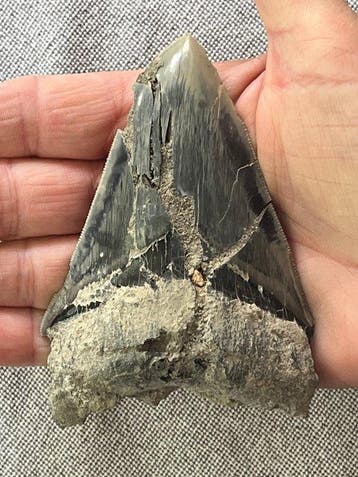 Megalodon-tand 10,8 cm - Fossiele tand - Carcharocles
