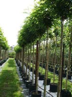 Bomen voor uw tuin rechtstreeks uit de kwekerij, Leiboom, 250 tot 400 cm, Zomer, Volle zon