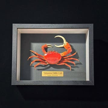 Krab Taxidermie wandmontage - Ilyoplax vietnamensis - 3 cm -