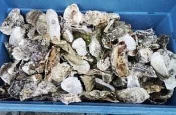Oesterschelpen BOL biologisch watercleaned > 13 cm 4 stuks, Ophalen of Verzenden, Nieuw