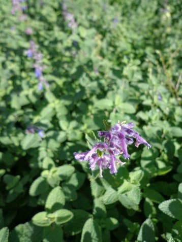 Nepeta faassenii , kattekruid/kattenkruid P9 €1,00, Bodembedekkers, Volle zon, Vaste plant, Ophalen of Verzenden