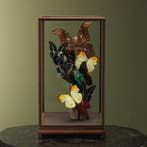 Vlinders in Vitrine Taxidermie Opgezette Dieren By Max, Ophalen of Verzenden, Nieuw, Insect, Opgezet dier