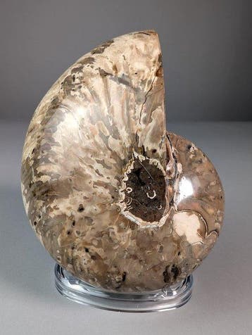 Fantastisch nautiloïde fossiel - Gefossiliseerde schelp -