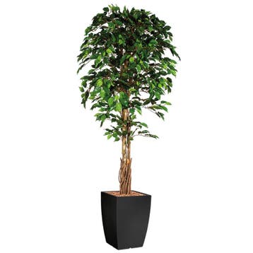 Ficus kunstplant, H210cm, Huis en Inrichting, Ophalen of Verzenden, Overige soorten, 200 cm of meer