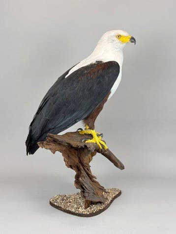 Schreiseeadler Taxidermie volledige montage - Haliaeetus, Nieuw