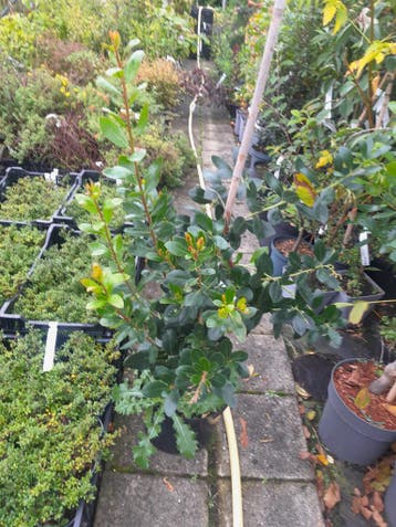 Aardbeiboom, Arbutus unedo  aardbeienboom, Ophalen, Overige soorten, Struik