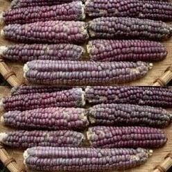 Zea Siermais Mandan Rood Clay Lavender Mandan, Ophalen of Verzenden, Nieuw