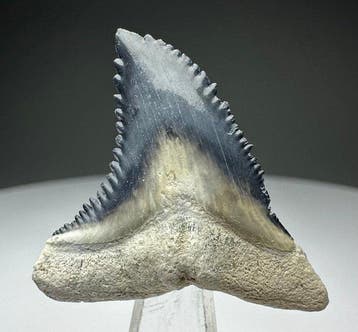 Hemipristis serra - Fossiele tand - 3.2 cm - 2.6 cm