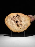 Prachtige snede van versteend hout op een op maat gemaakte