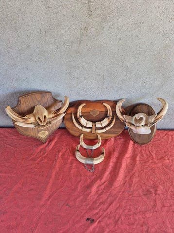 Wrattenzwijn Set tanden - Phacochoerus africanus - superbes, Nieuw