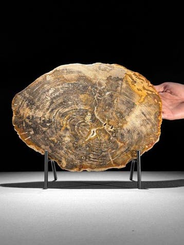 Prachtige plak versteend hout op een op maat gemaakte