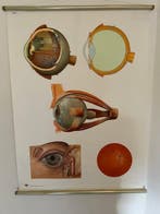 Anonymous - Deutsche Hygiene-Museum Dresden - Anatomie van